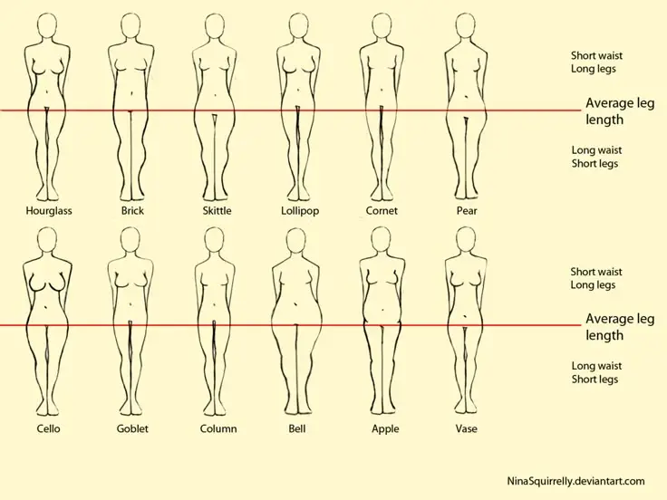 Labeled women’s body type chart showing proportions and silhouettes
